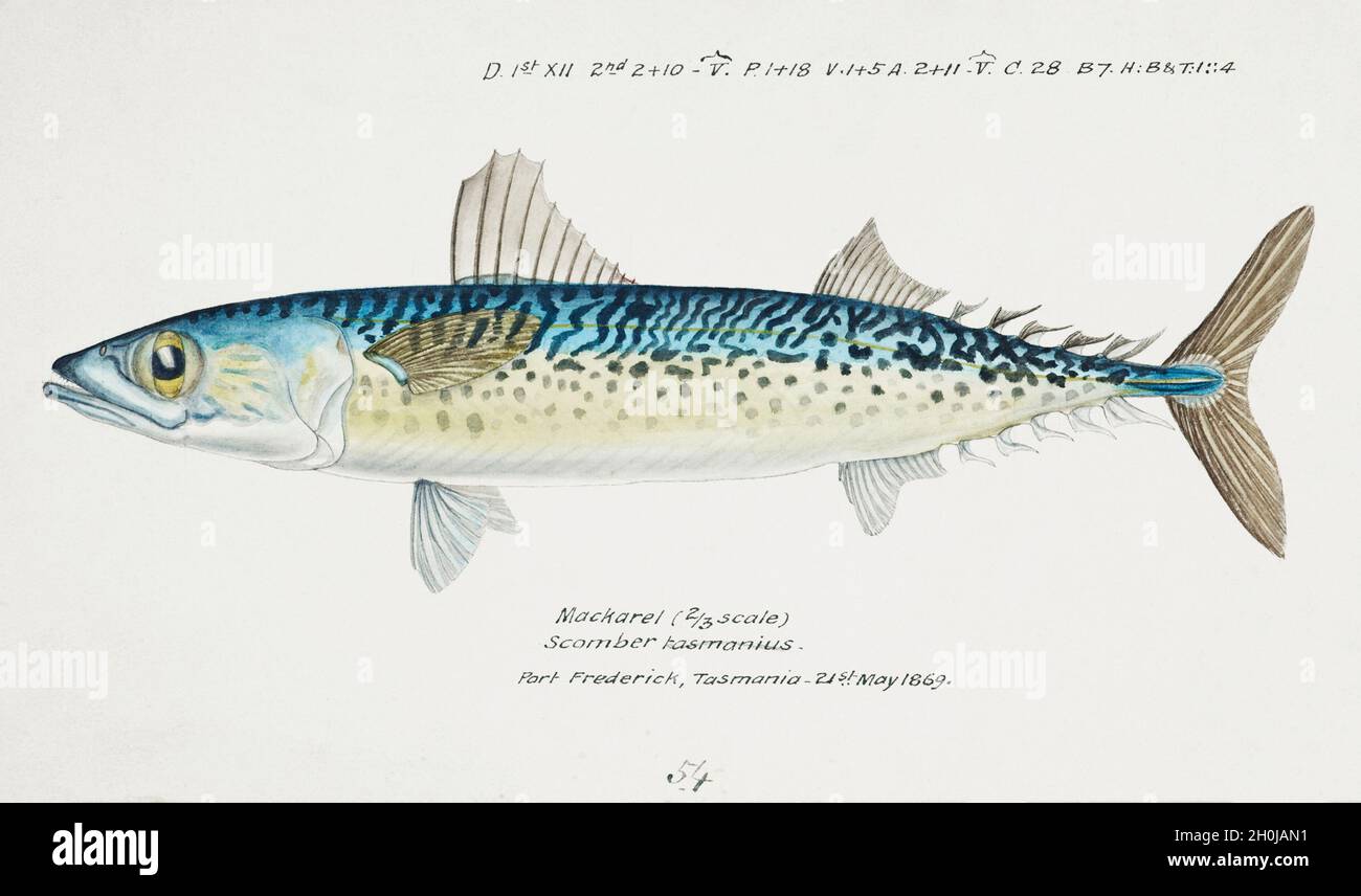 Frank Edward Clarke Vintage Fisch Illustration - Makrele Stockfoto