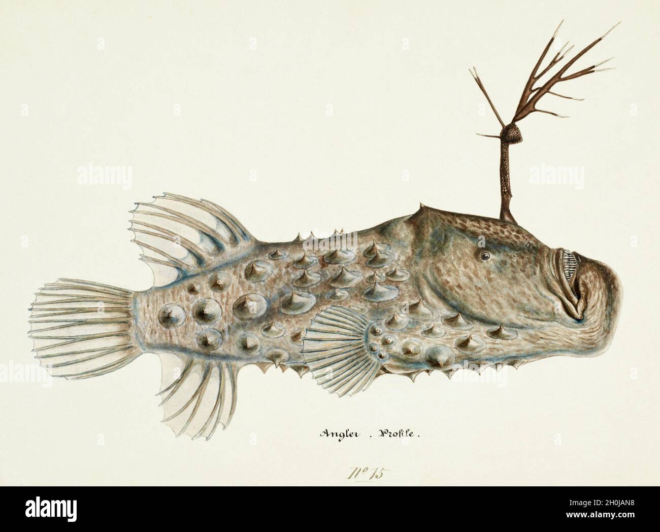 Frank Edward Clarke Vintage Fisch Illustration - Angler Fish Stockfoto