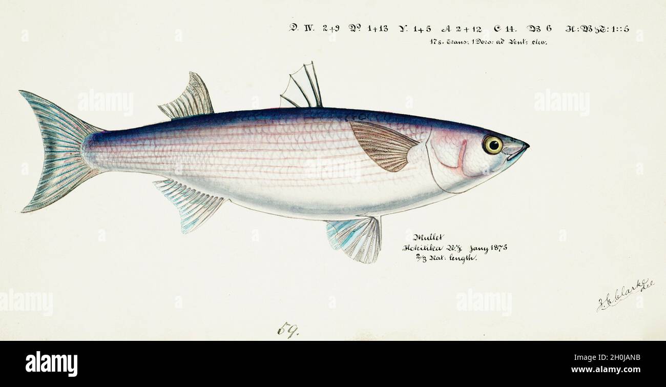 Frank Edward Clarke Vintage Fisch Illustration - Mullet - Mugil cepalus Stockfoto