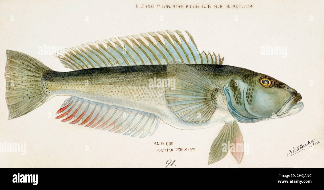 Frank Edward Clarke Vintage Fisch Illustration - Blue Cod Stockfoto