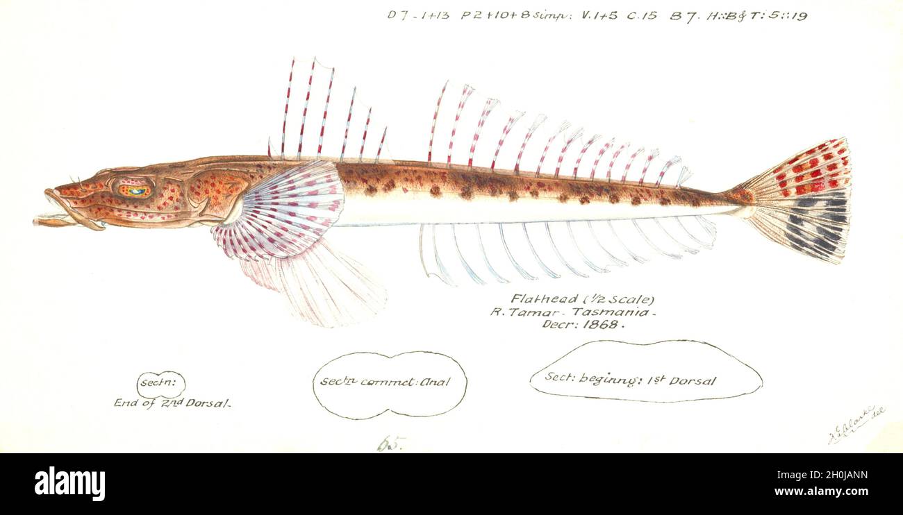 Frank Edward Clarke Vintage Fisch Illustration - Flathead - so Namen aus gutem Grund Stockfoto