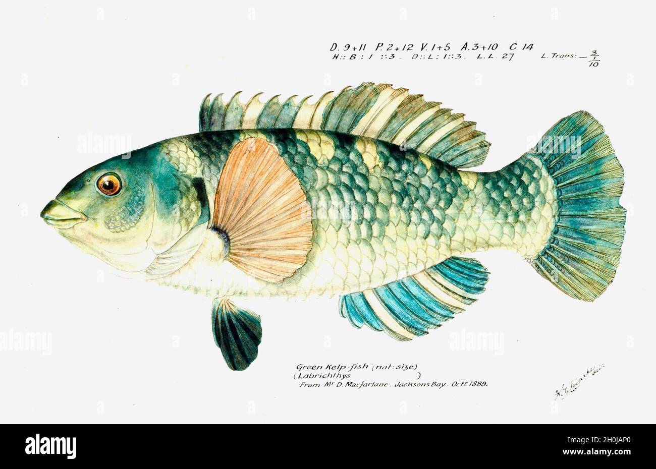 Frank Edward Clarke Vintage Fisch Illustration - Grüner Kelp Fisch - Labrichthys Stockfoto