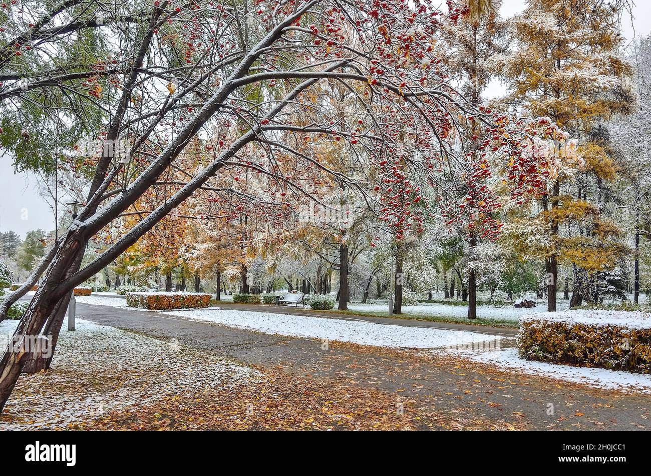 Erster Schneefall im bunten Herbst Stadtpark - Spätherbst Landschaft. Parkallee mit bunt gefallenen Blättern und weißem Schnee zwischen Grün, Ye bedeckt Stockfoto