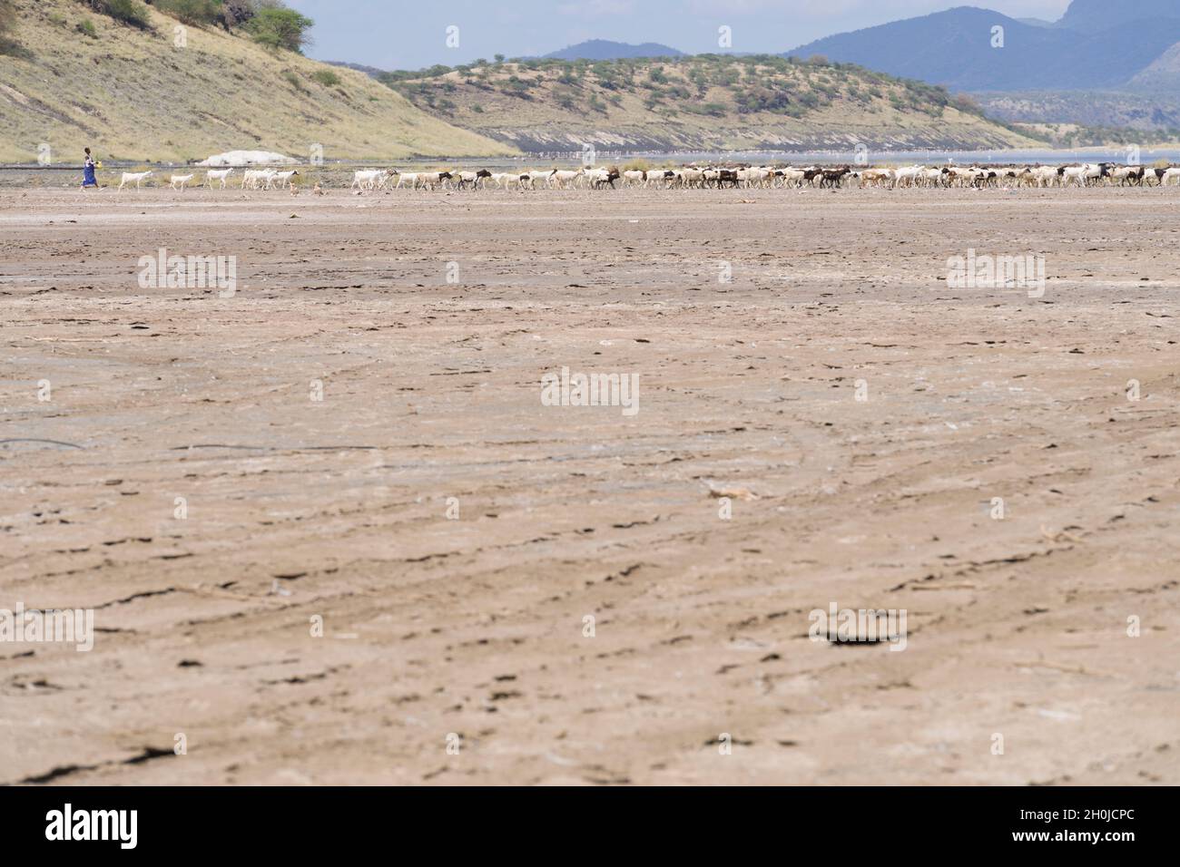 Eine Maasai-Frau, die Ziegen entlang der ausgetrockneten Ufer des Lake Magadi, Kenia, hütet. Der See Magadi ist ein salzhalfer, alkalischer See, der etwa 100 Quadratkilometer groß ist Stockfoto