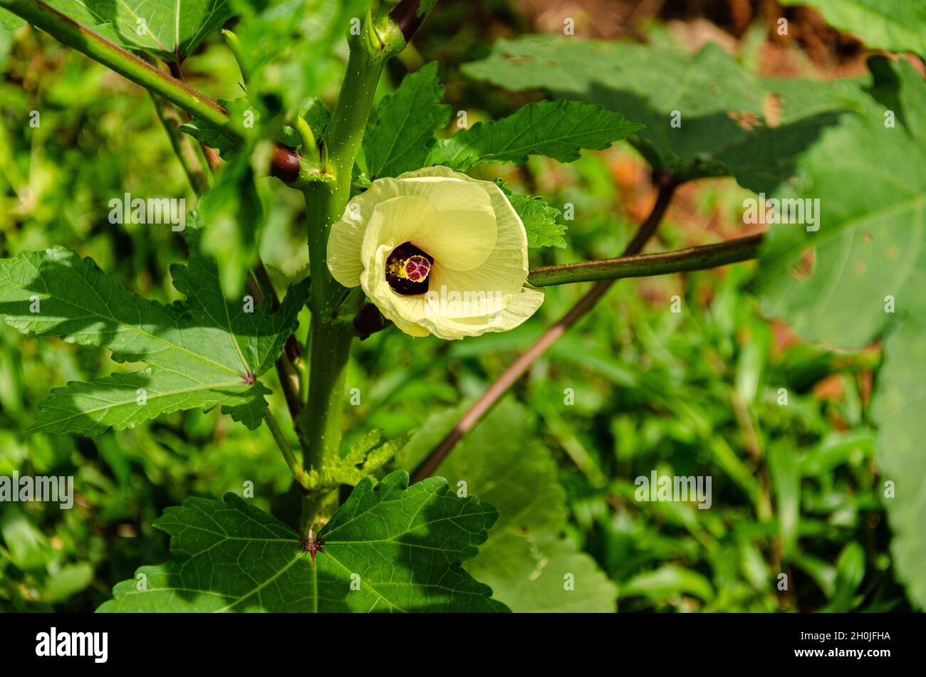 Ladies Fingers (okra) Pflanzen und Blumen Stockfoto