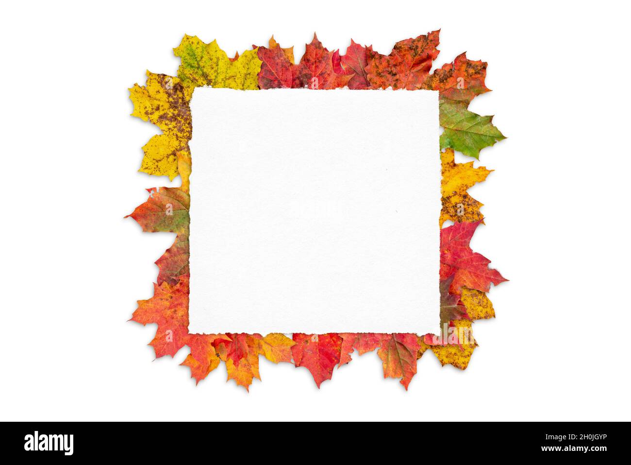 Leeres Papier, umgeben von Blättern auf weißer Oberfläche. Kreative Grußkarte mit Platz für Kopien. Herbstsaison bacgrund Stockfoto