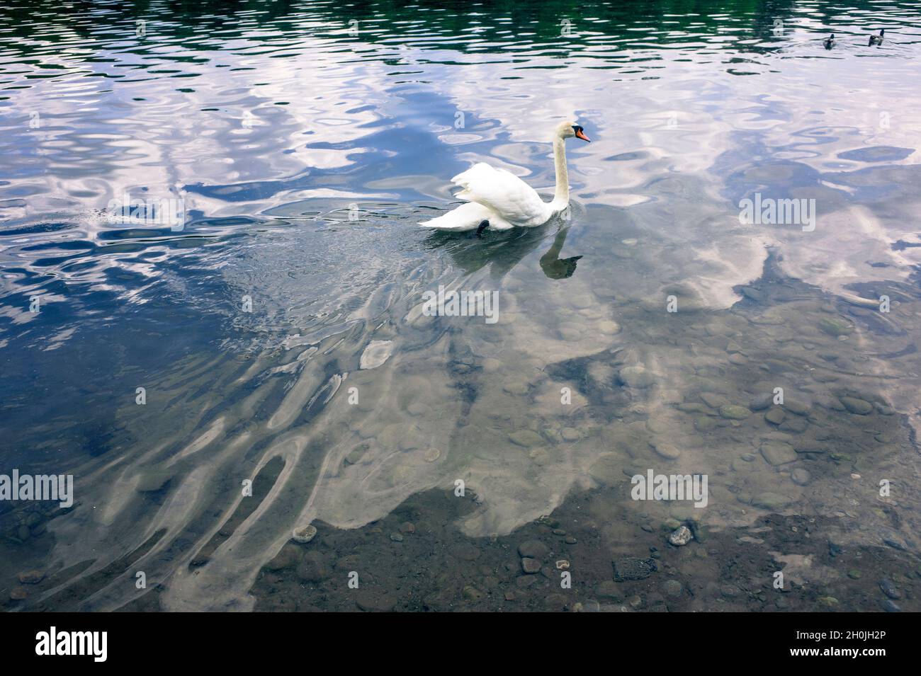 Italien, Lombardei, Trezzo sull'Adda, Schwan am Fluss Adda Stockfoto