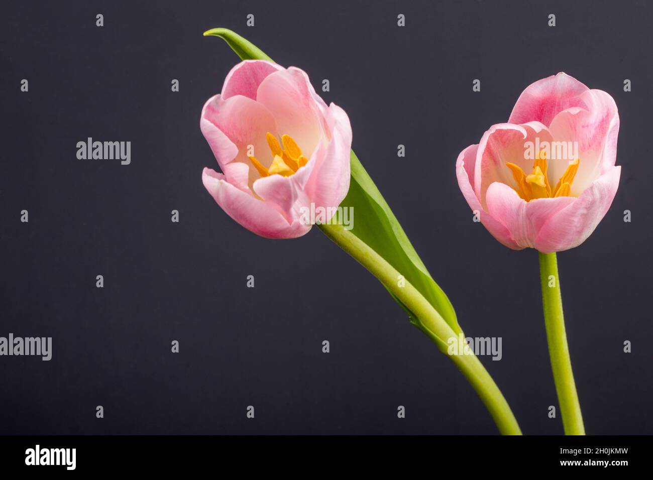 Seitenansicht von rosa Tulpen isoliert auf schwarzem Hintergrund Stockfoto