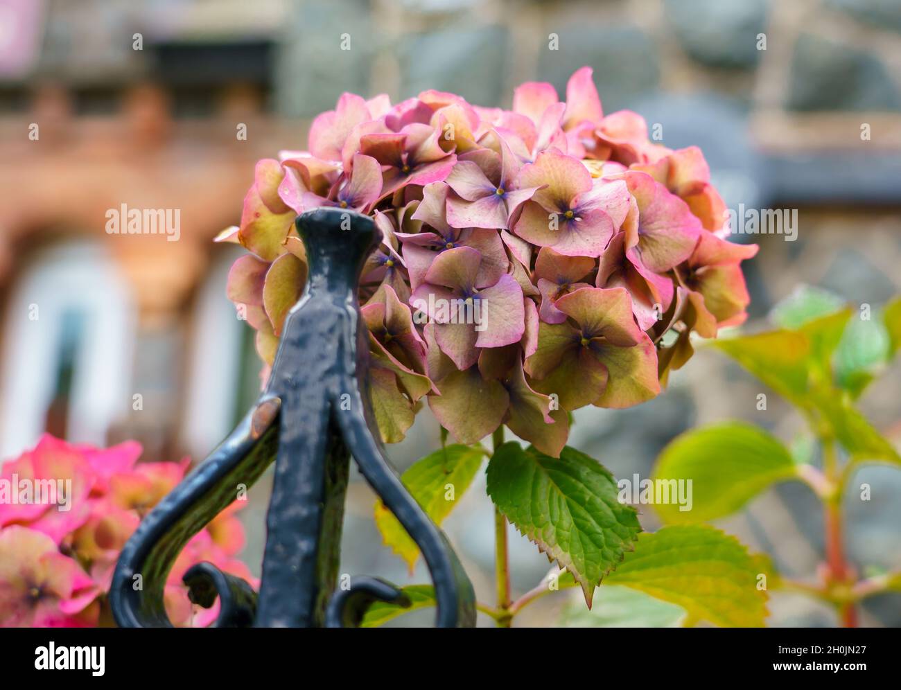 Schöne bunte Blütenköpfe von Hortensia (Hortensia) Stockfoto