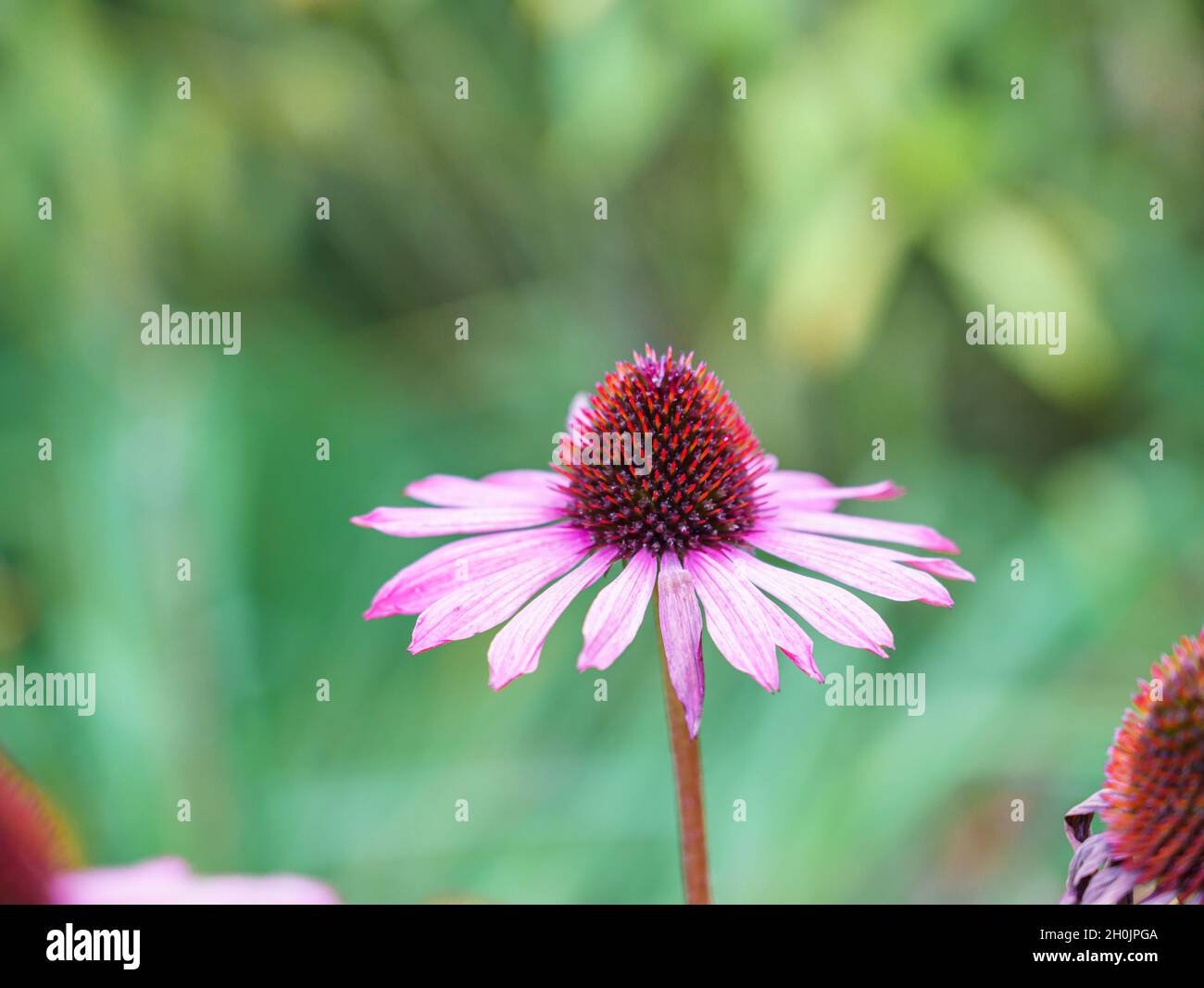 Nahaufnahme einer schönen rosa-orangen Echinacea purea 'Magnus'-Koneblume Stockfoto