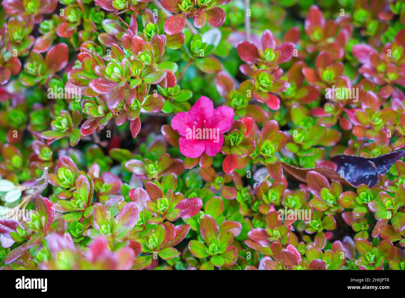 In der Nähe eines rosa immergrünen Azalea (Benny Gery) Stockfoto