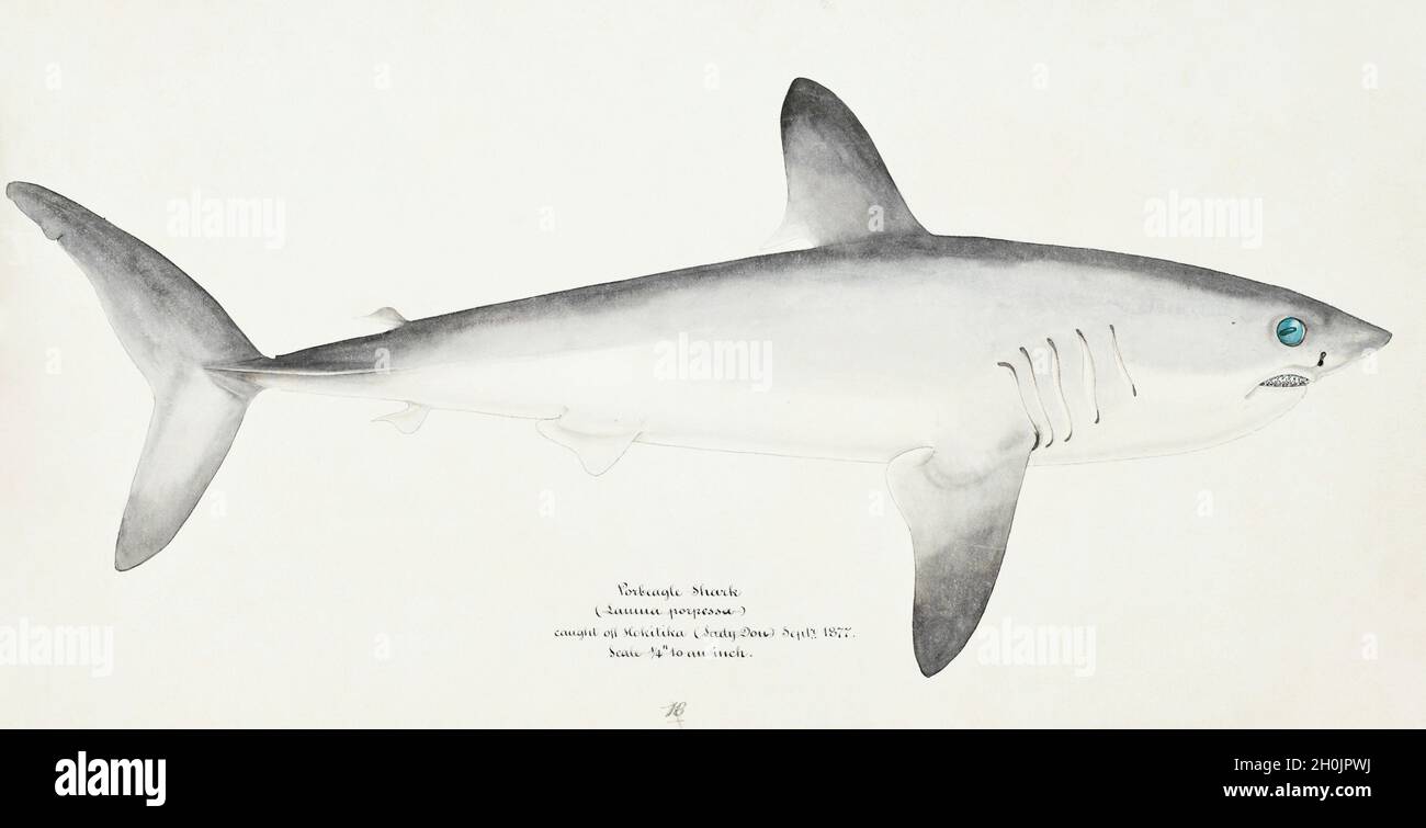 Frank Edward Clarke Vintage Fisch Illustration - Porbeagle Shark Stockfoto