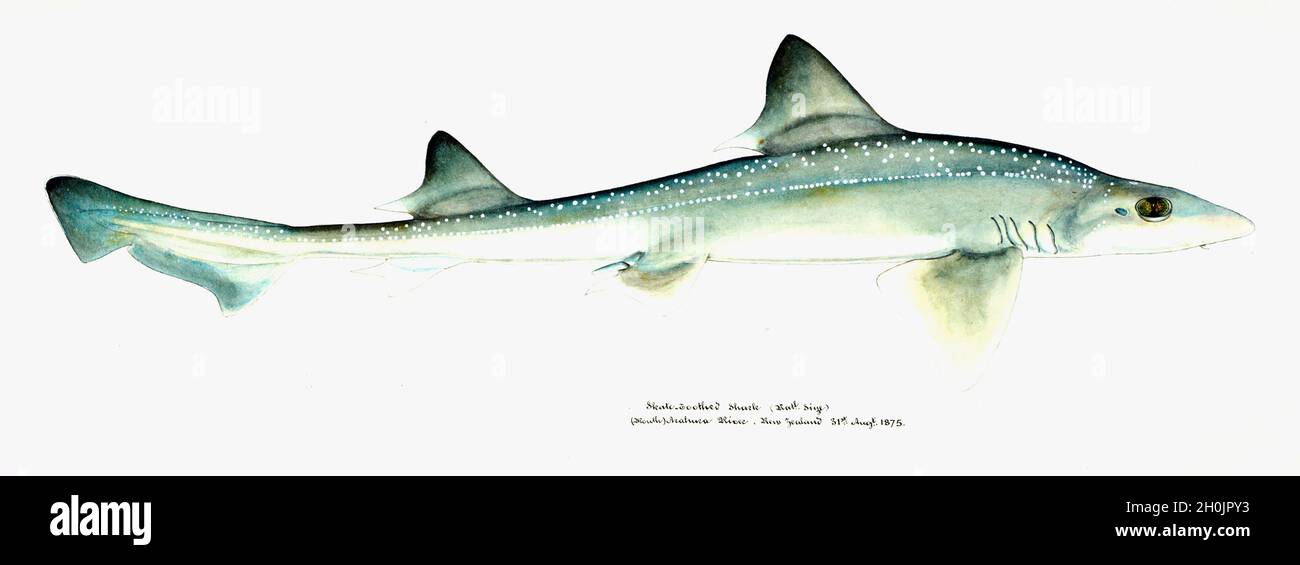 Frank Edward Clarke Vintage Fish Illustration - Skate Toothed Shark Stockfoto