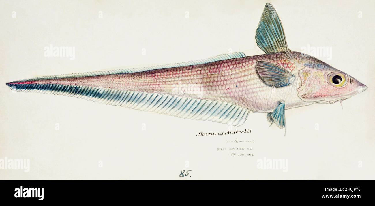 Frank Edward Clarke Vintage Fisch Illustration - Macrurus australis Stockfoto