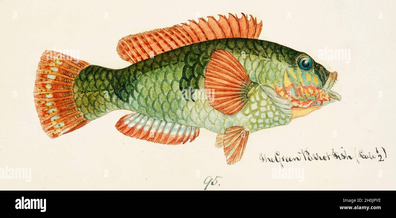 Frank Edward Clarke Vintage Fisch Illustration - der Grüne Papageienfisch Stockfoto