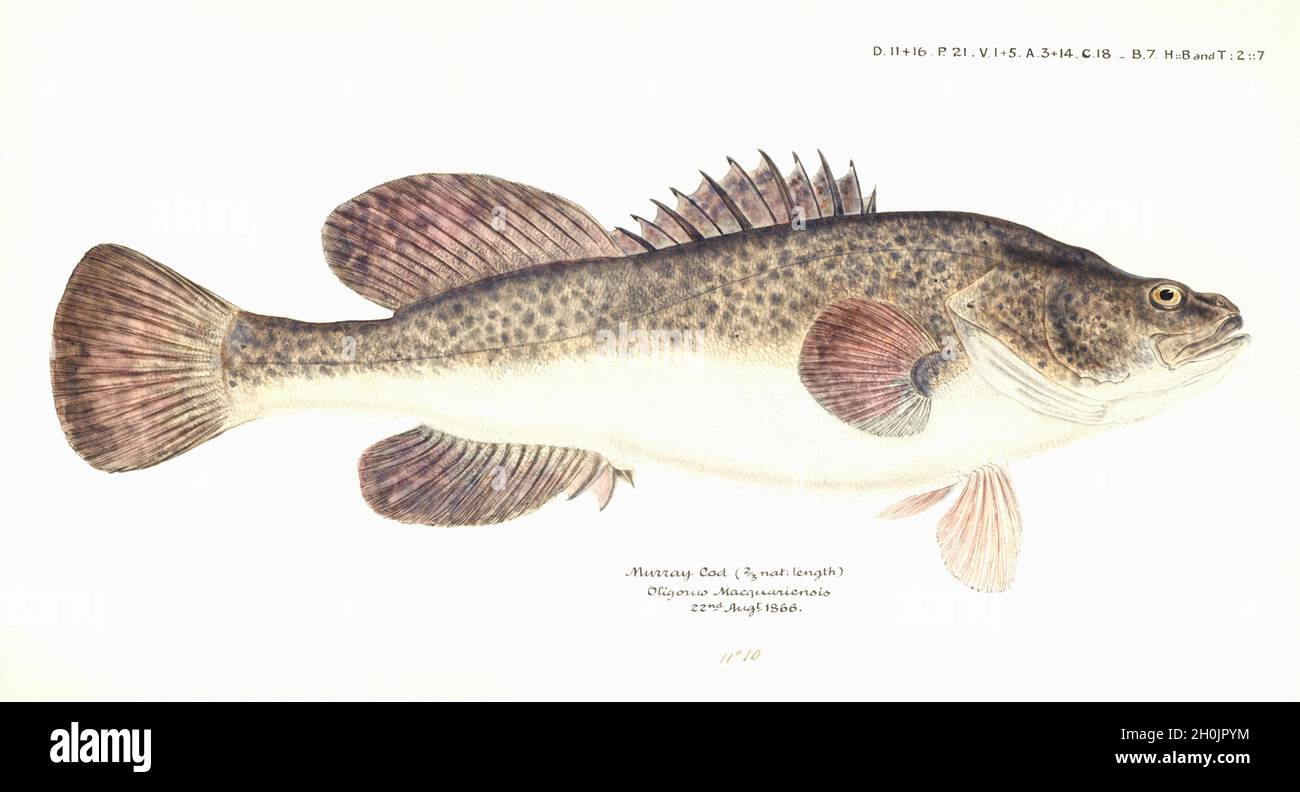 Frank Edward Clarke Vintage Fisch Illustration - Murray Cod - Oligorus macquariensis Stockfoto