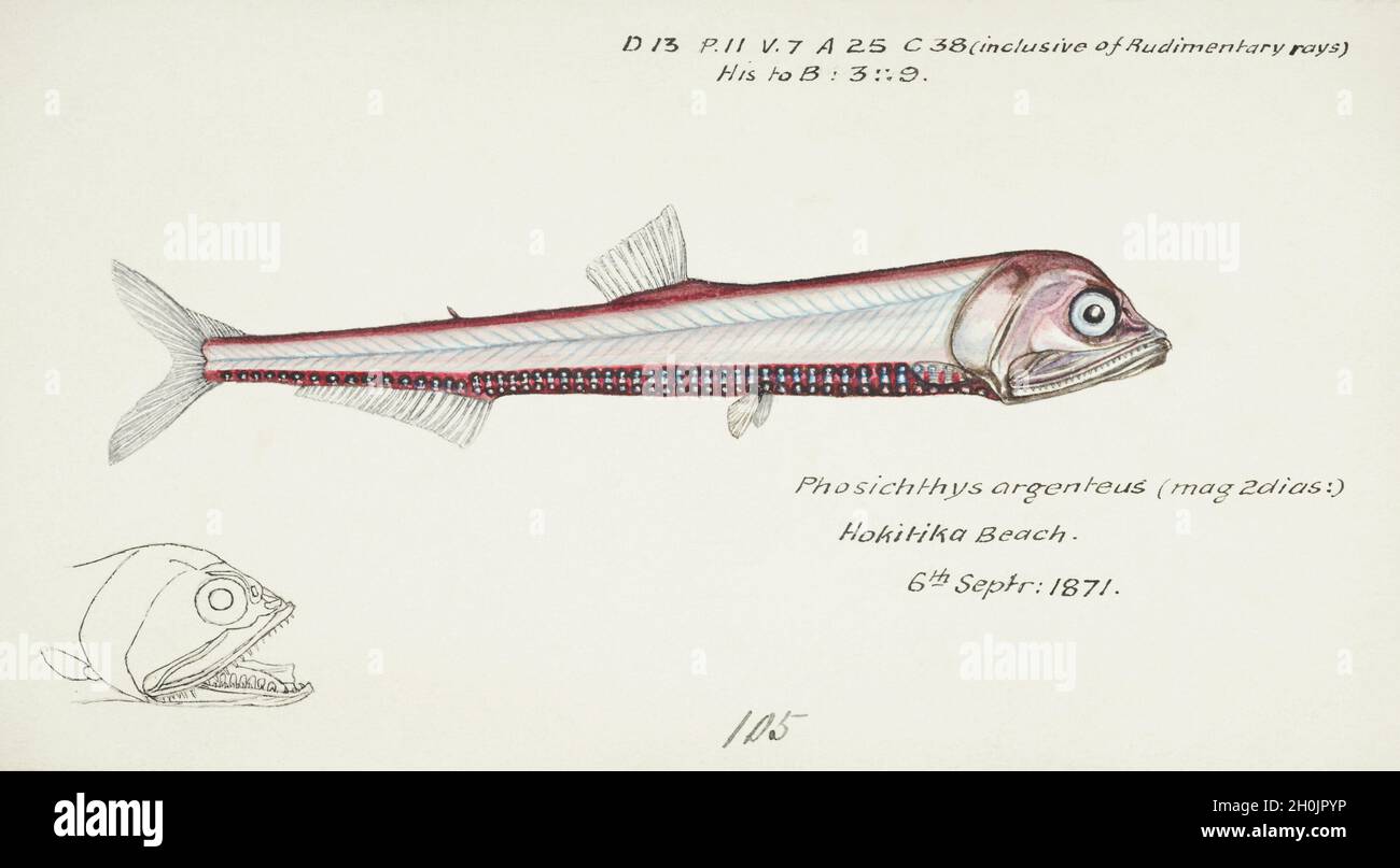 Frank Edward Clarke Vintage Fish Illustration - Phosichthys argenteus Stockfoto