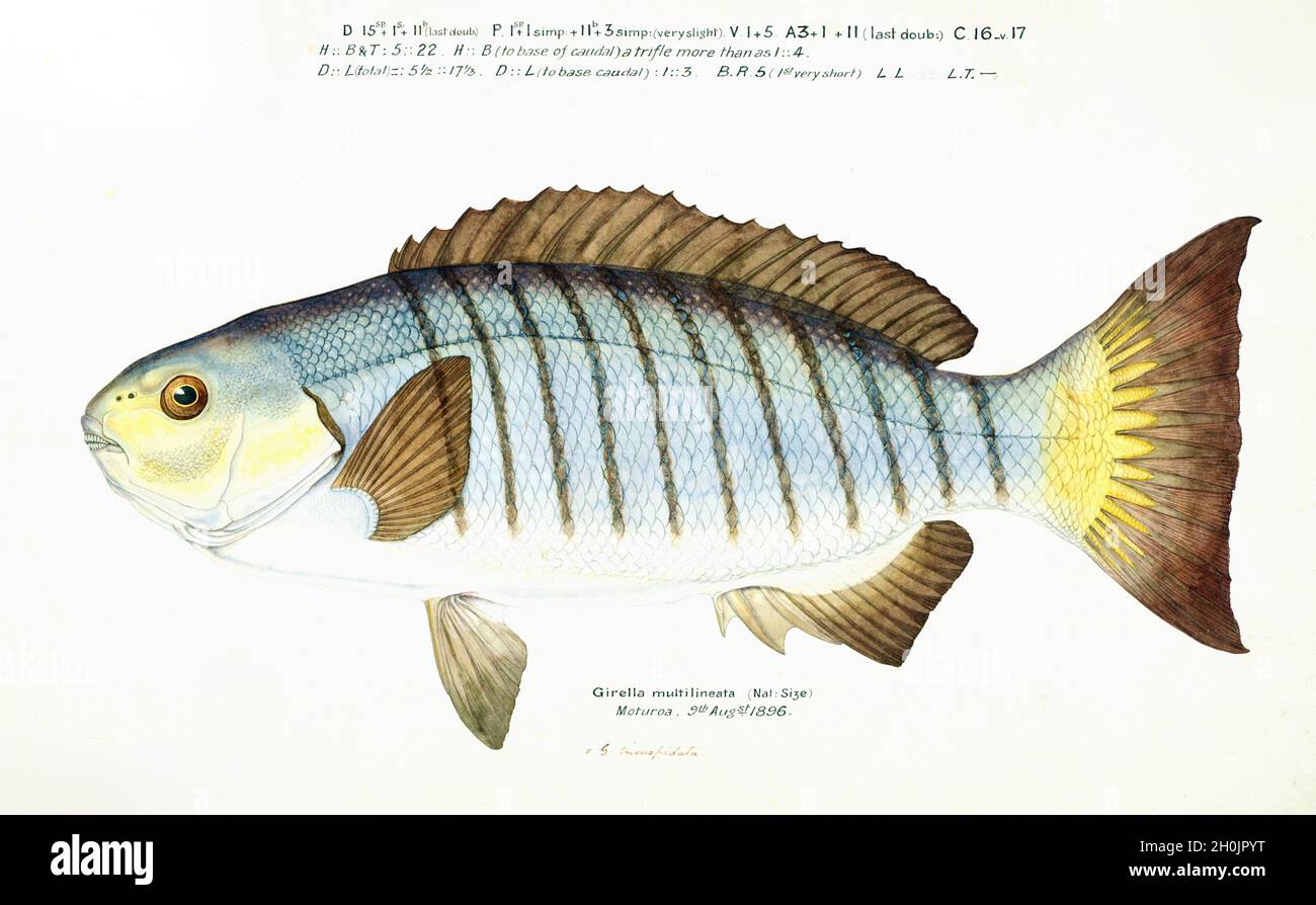 Frank Edward Clarke Vintage Fisch Illustration - Girella multineata Stockfoto