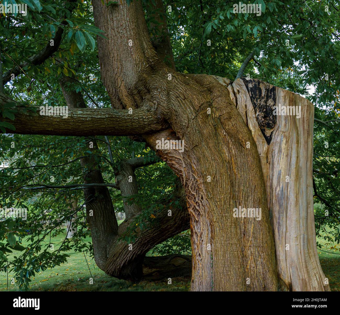 Der aus dem 18. Jahrhundert stammende Edelkastanienbaum in Bodnant Gardens, Wales, Großbritannien Stockfoto