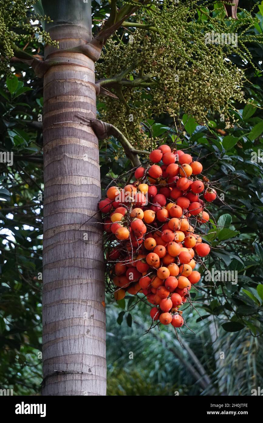 Palmenfrüchte mit einem natürlichen Hintergrund. Dies verwendete es auch als Kräutermedizin Stockfoto