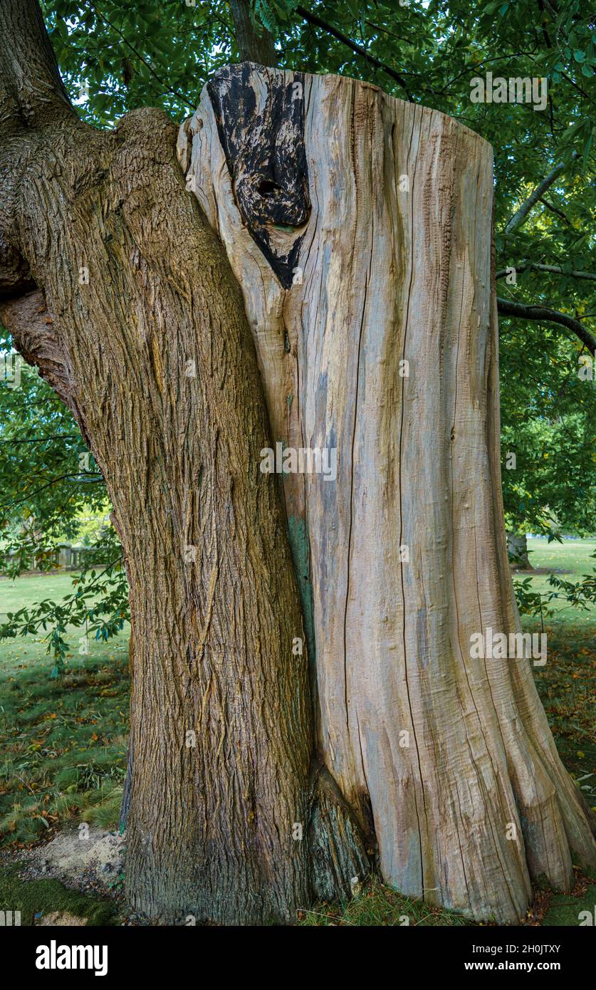 Der aus dem 18. Jahrhundert stammende Edelkastanienbaum in Bodnant Gardens, Wales, Großbritannien Stockfoto