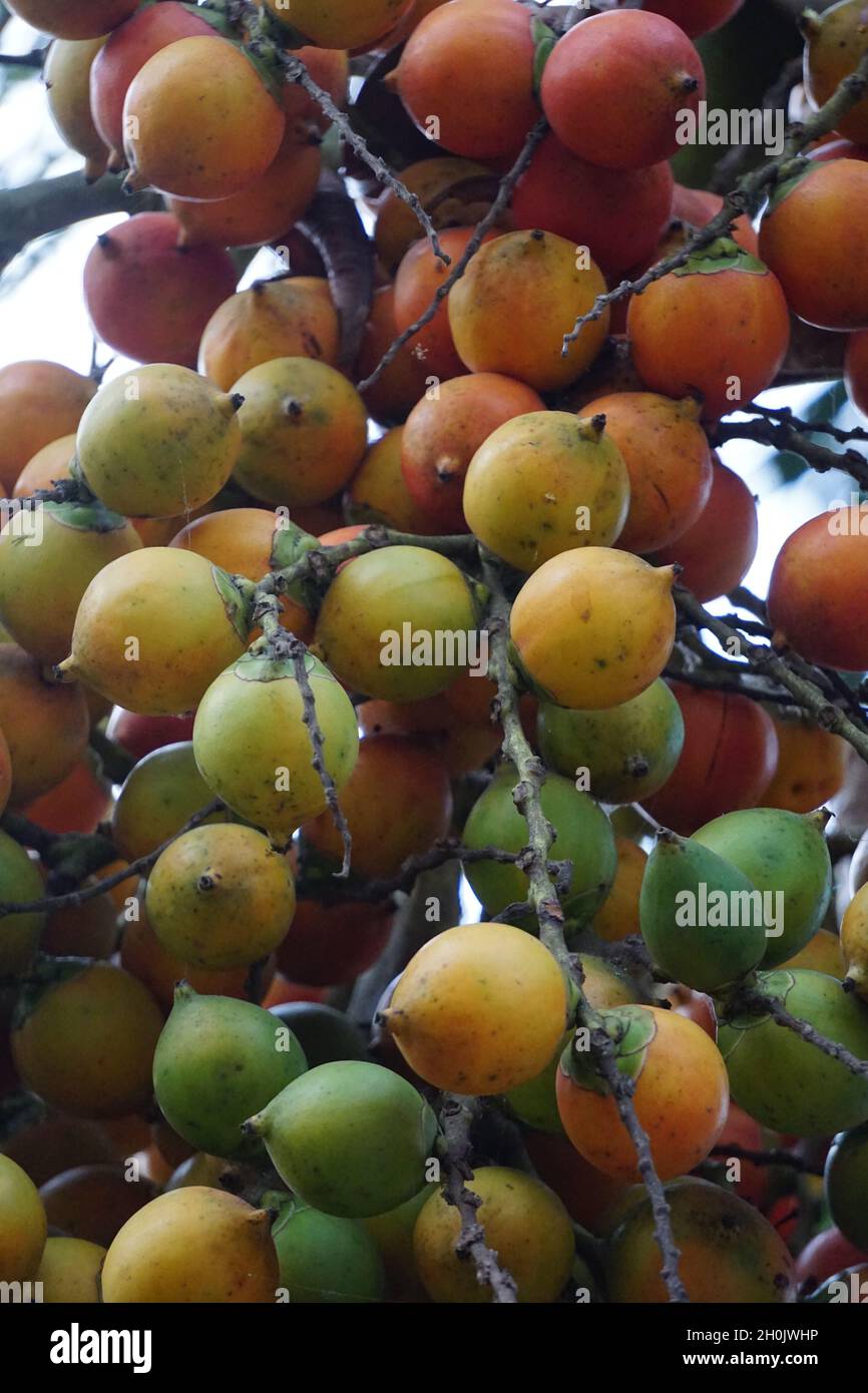 Palmenfrüchte mit einem natürlichen Hintergrund. Dies verwendete es auch als Kräutermedizin Stockfoto