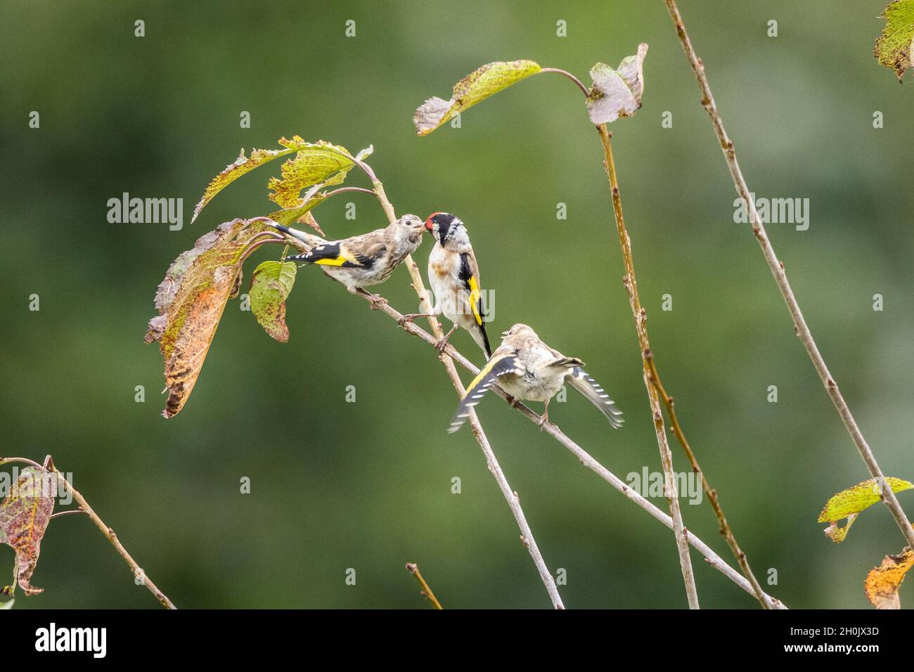 Eurasischer Goldfink (Carduelis carduelis), ernährt vollwertige Hausierer, Deutschland, Bayern Stockfoto