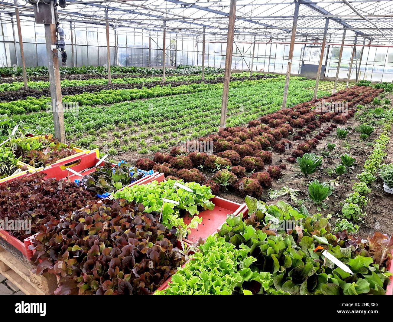 Gartensalat (Lactuca sativa), Anbau von Salat unter Glas, Deutschland Stockfoto