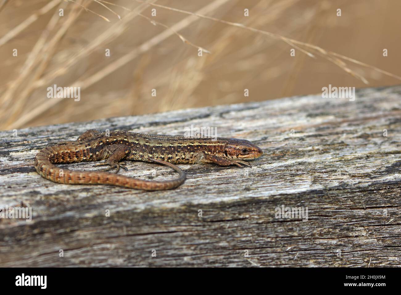 Lebhaftige Eidechse, Europäische gemeine Eidechse (Lacerta vivipara, Zootoca vivipara), Sonnenbaden auf einem Holzbalken, Niederlande, Frisia Stockfoto