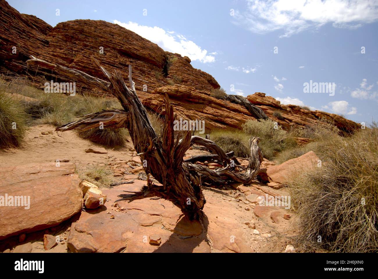 Deadwood am Kings Canyon, Australien, Northern Territory, Alice Springs Stockfoto