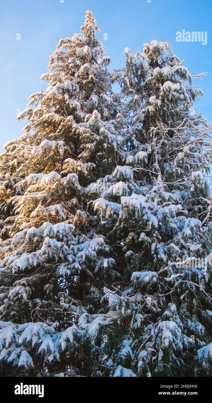 Lawson Cypress, Port Orford Cedar (Chamaecyparis lawsoniana), schneebedeckt in der Wintersonne Stockfoto