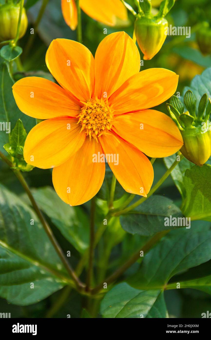 begonia (Begonia spec.), gelb-orange Begonia Blume Stockfoto