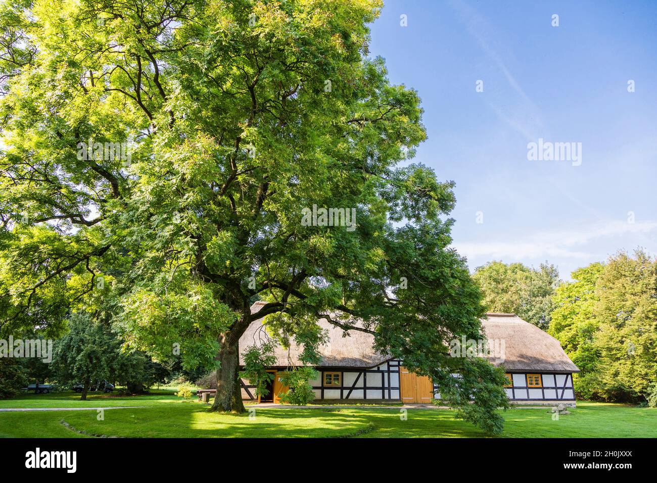 Gemeine Asche, Europäische Asche (Fraxinus excelsior), vor dem strohgedeckten Fachwerkhaus in Ankershagen, einer der größten Asche in Stockfoto