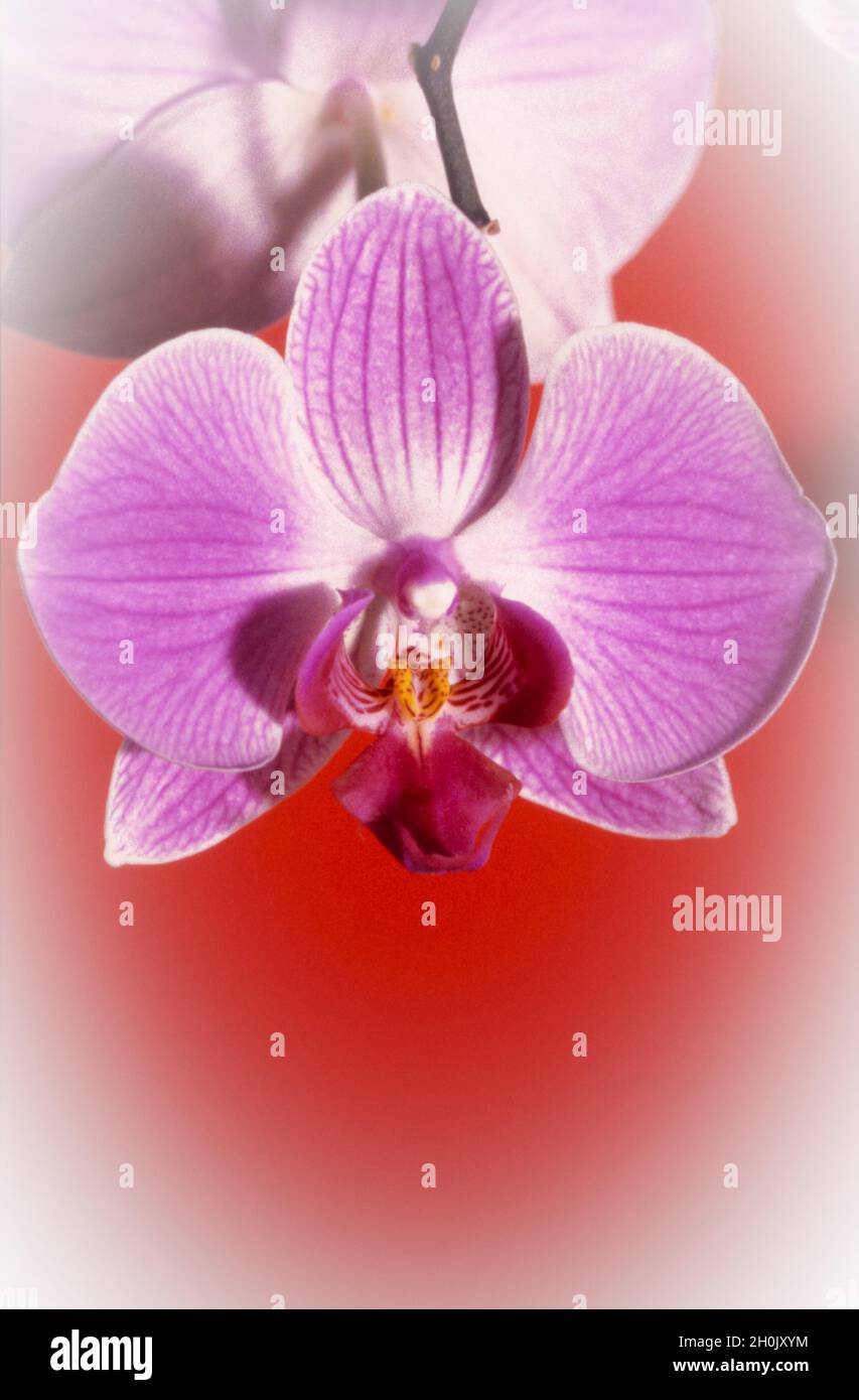 Mottenorchidee (Phalaenopsis-Hybride), purpurrot und rosa phalaenopsis, computerverändert Stockfoto