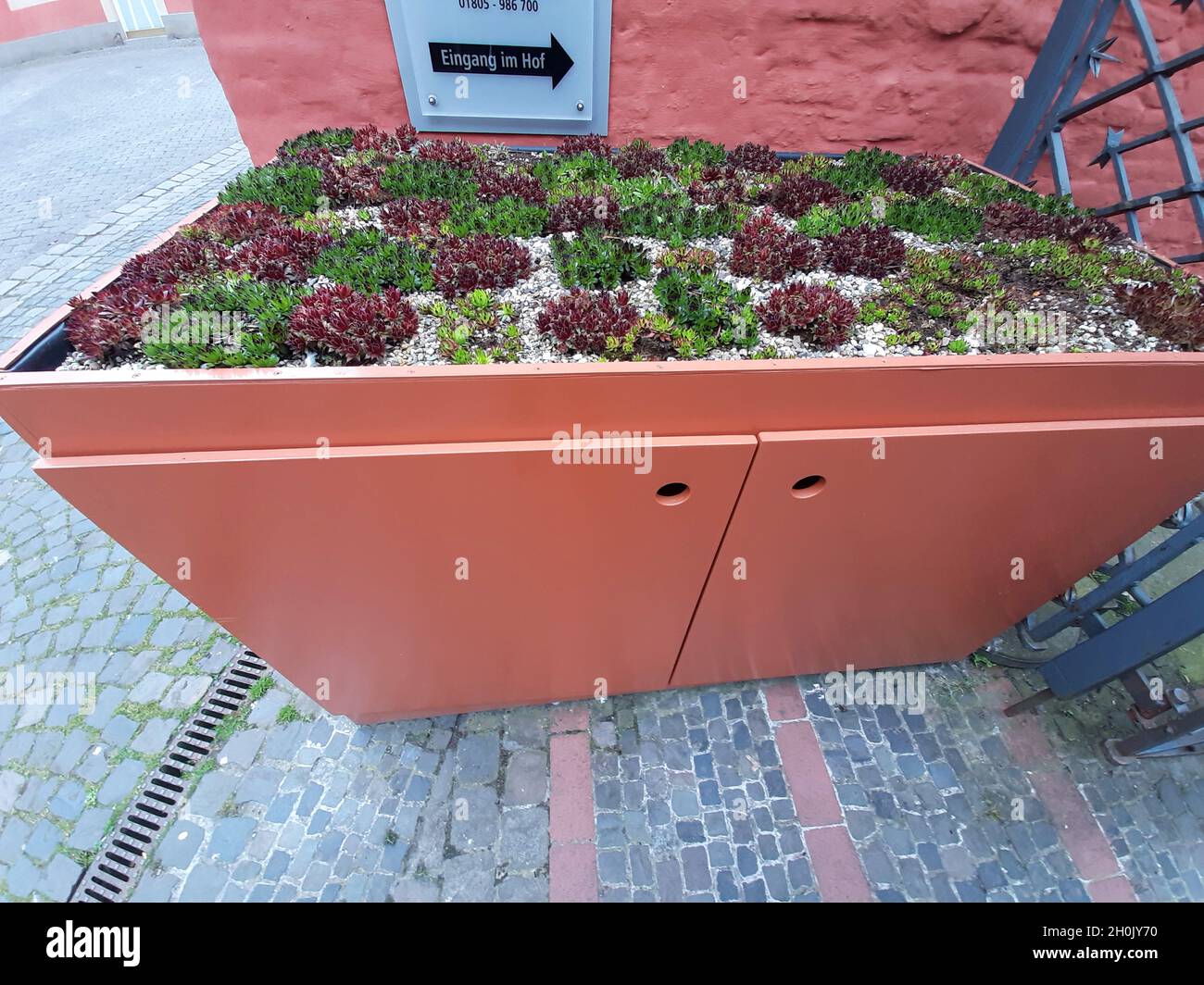 Hauslauch, Hauswurz (Sempervivum sepc.), Abfallbehälter mit Hauswurz, Deutschland Stockfoto