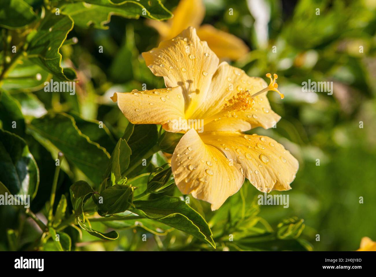 Chinesischer Hibiskus (Hibiscus rosa-sinensis), gelbe Hibiskusblüten mit Regentropfen, Pute Stockfoto