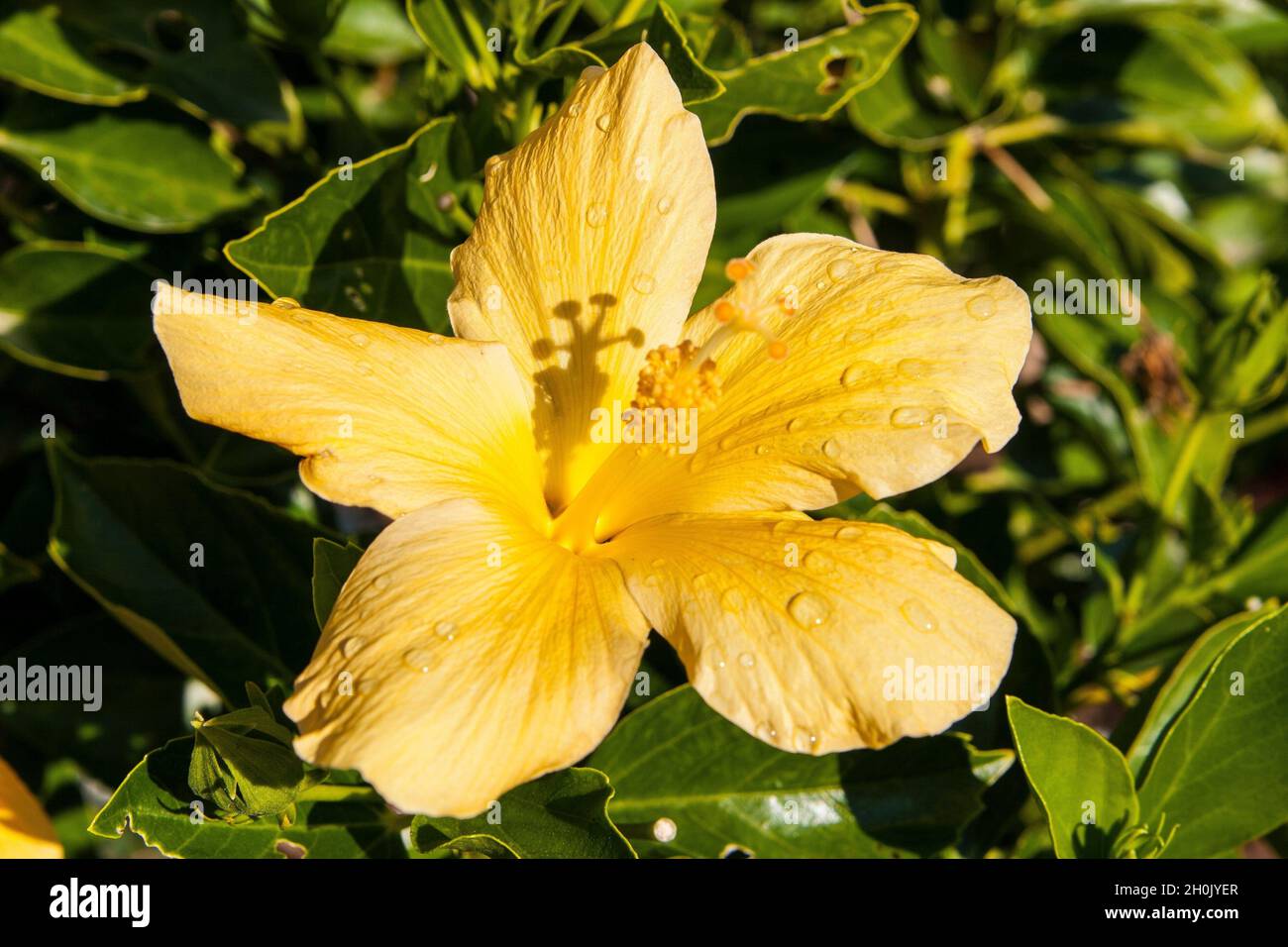 Chinesischer Hibiskus (Hibiscus rosa-sinensis), gelbe Hibiskusblüten mit Regentropfen, Pute Stockfoto