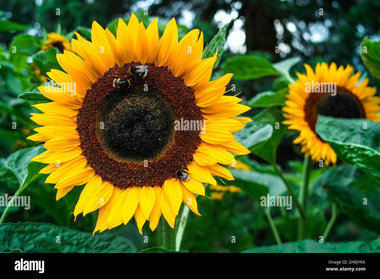 Gewöhnliche Sonnenblume (Helianthus annuus), blühende Sonnenblume mit Hummeln Stockfoto