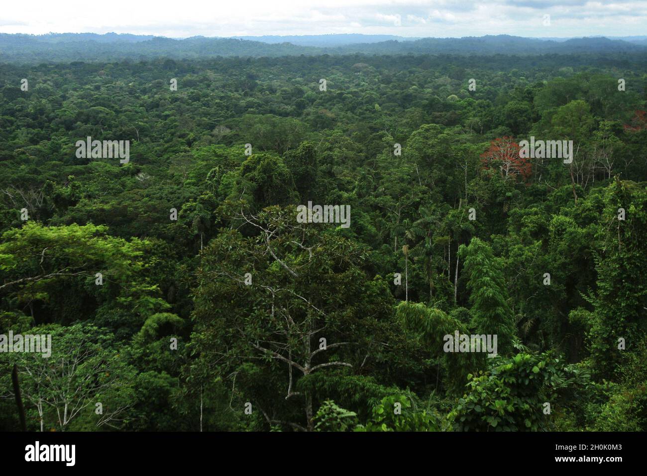 Die Baumkronen des Amazonas-Regenwaldes in Coca, Provinz Orellana, in Ecuador. Der Wald ist der Lebensraum des Huaorani-Stammes. Die Huaorani oder Waos sind Indianer aus der Amazonasregion Ecuadors. Ihre Kultur und ihr Territorium, die vor allem aufgrund ihres Kriegerbildes, der „Huao“, anerkannt werden, sind durch die Invasion westlicher kommerzieller Ansprüche bedroht. Das illegale Schneiden von Bäumen, die skrupellose Erdölausbeutung, die interethnischen Auseinandersetzungen und die korrupten Verfahren einiger ihrer Führer haben den Lebensraum Huao in diesem Jahrhundert gefährdet, in einer geografischen Zone, in der es nicht so weit ist Stockfoto