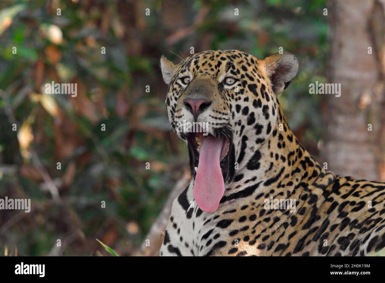 Jaguar, Rio Cuiabà, Porto Jofrè, Pantanal, MT, Brasilien, oktober 2017 Stockfoto