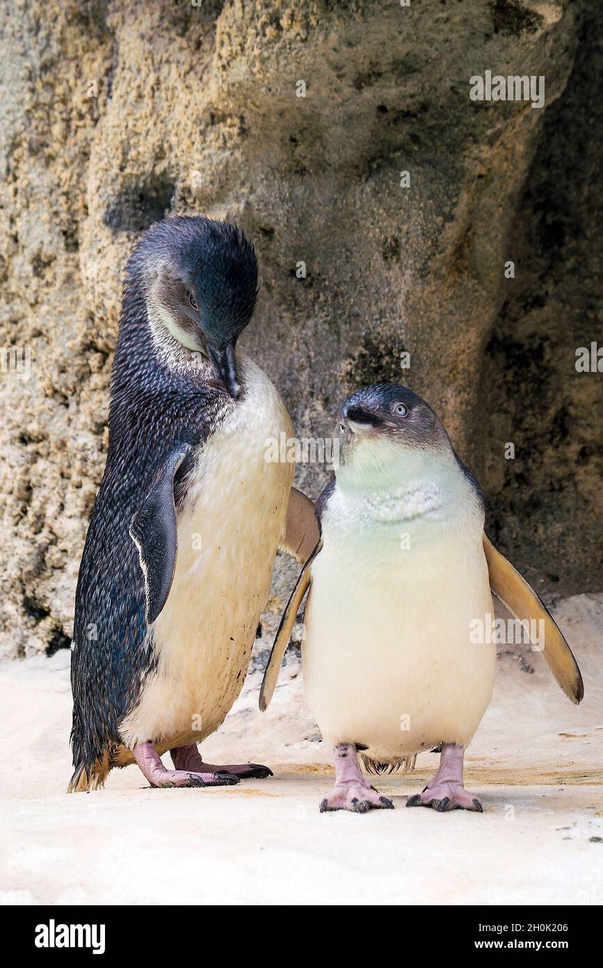 Pinguine im Wildpark in Perth, Australien. Stockfoto