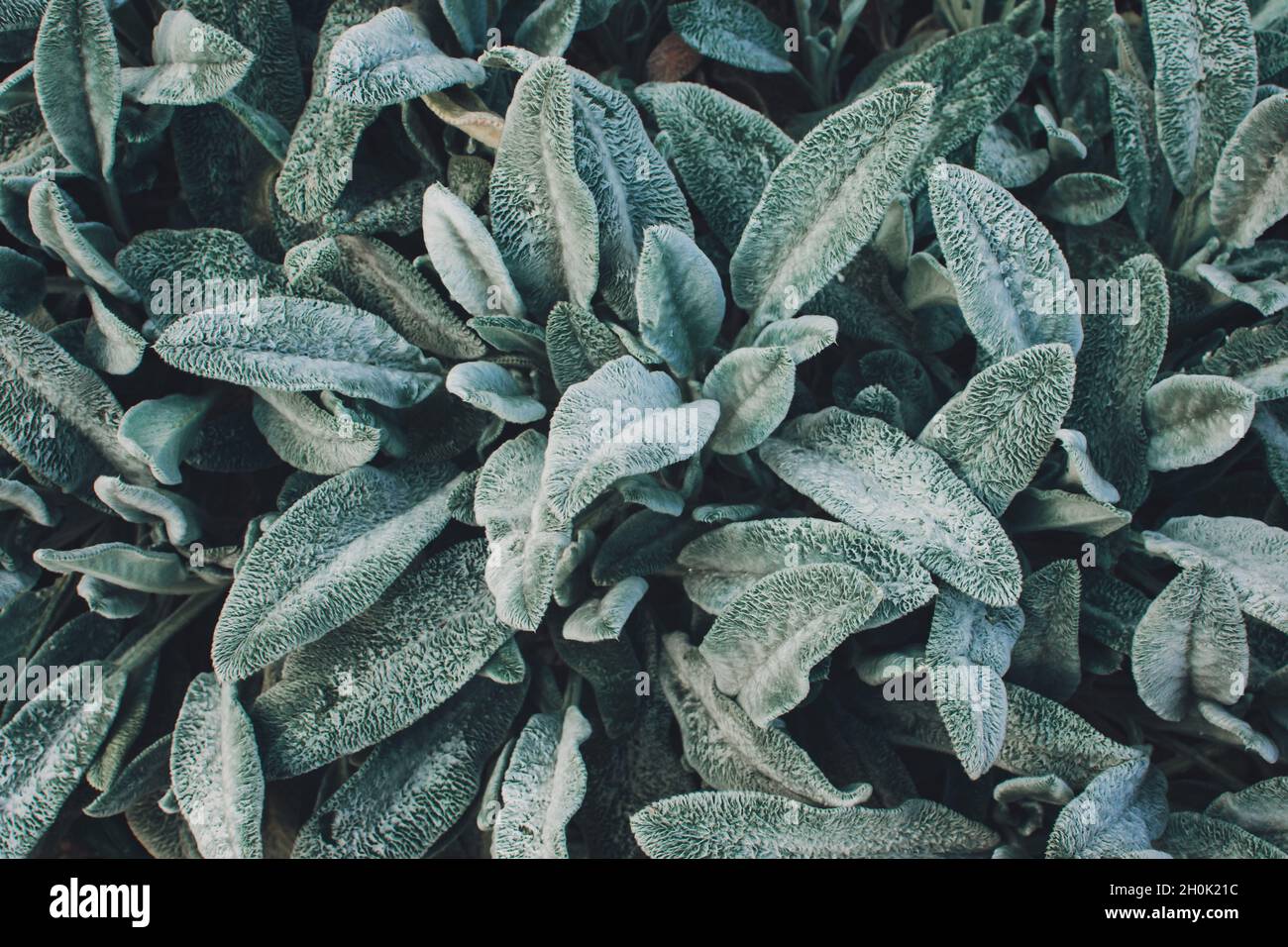 Lämmer Ohren, türkische Lämmer Ohr, Stachys byzantinischen, wollig hedgenettle close up. Garten Hintergrund mit flauschigen grau grünen Blättern einer Zierpflanze Stockfoto