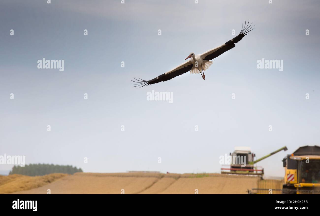 Weißstorch fliegt während der Ernte über das Weizenfeld mit Mähdreschern im Hintergrund Stockfoto