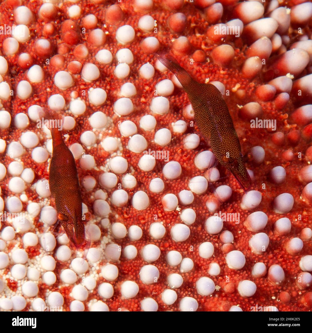 Seestern Partnergarnele (Periclimenes soror), Pazifik, Karolineninseln, Yap, Föderierte Staaten von Mikronesien, Australien Stockfoto