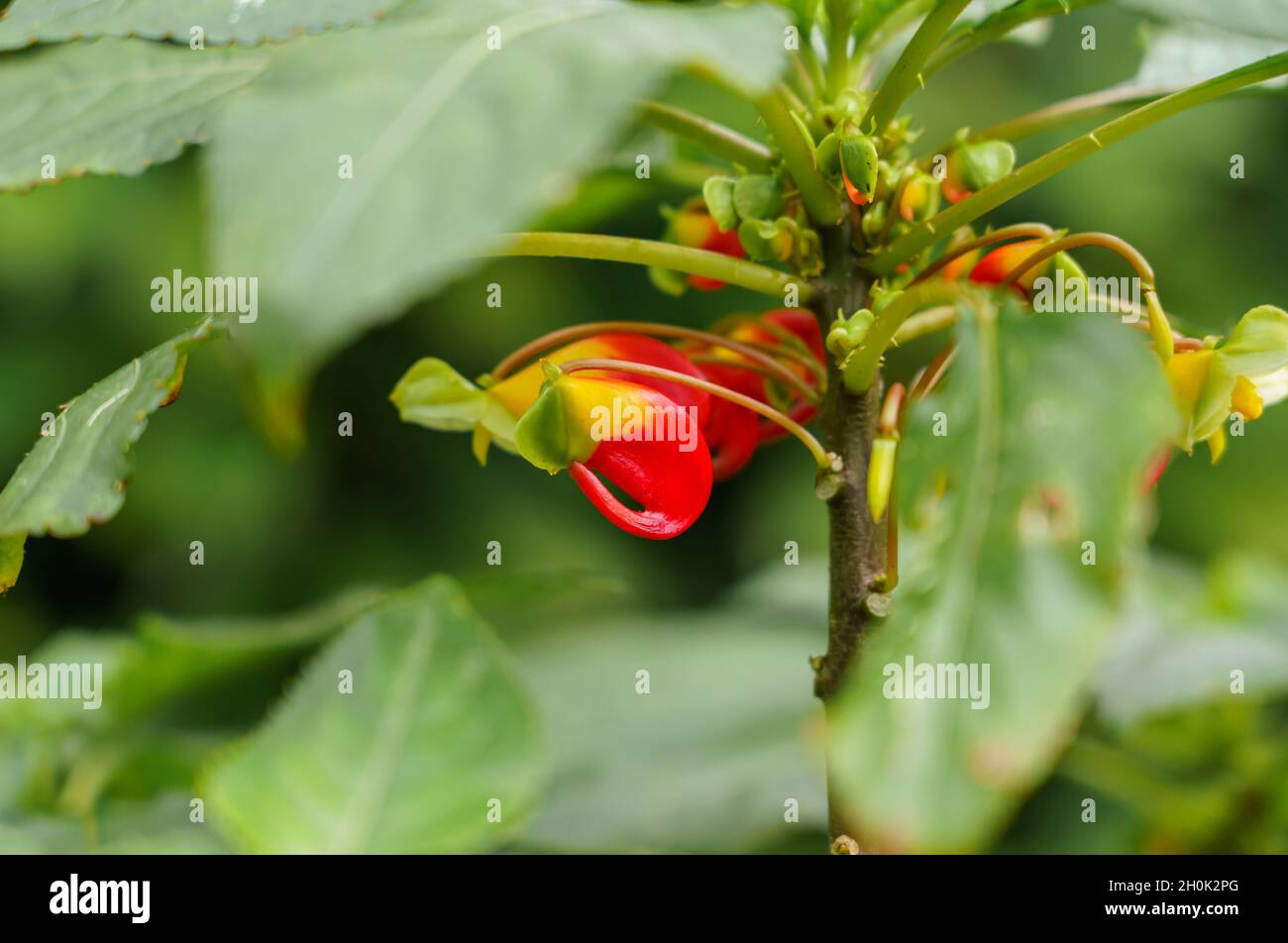 Nahaufnahme des Kongo-Kakadus, der Papageienimpatiens oder der Papageienpflanze (Impatiens niamensis) Stockfoto