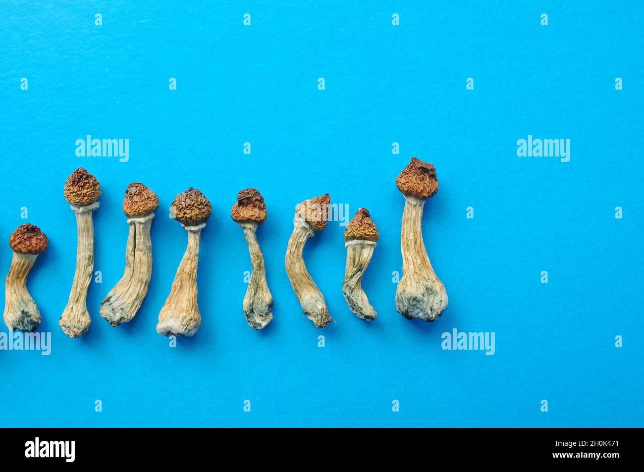 Reihe getrockneter Psilocybe cubensis auf blauem Boden, flach liegend. Psilocybin-Pilze in der Gruppe. Magie schäume den Goldenen Lehrer, spirituelle Erfahrung. Stockfoto