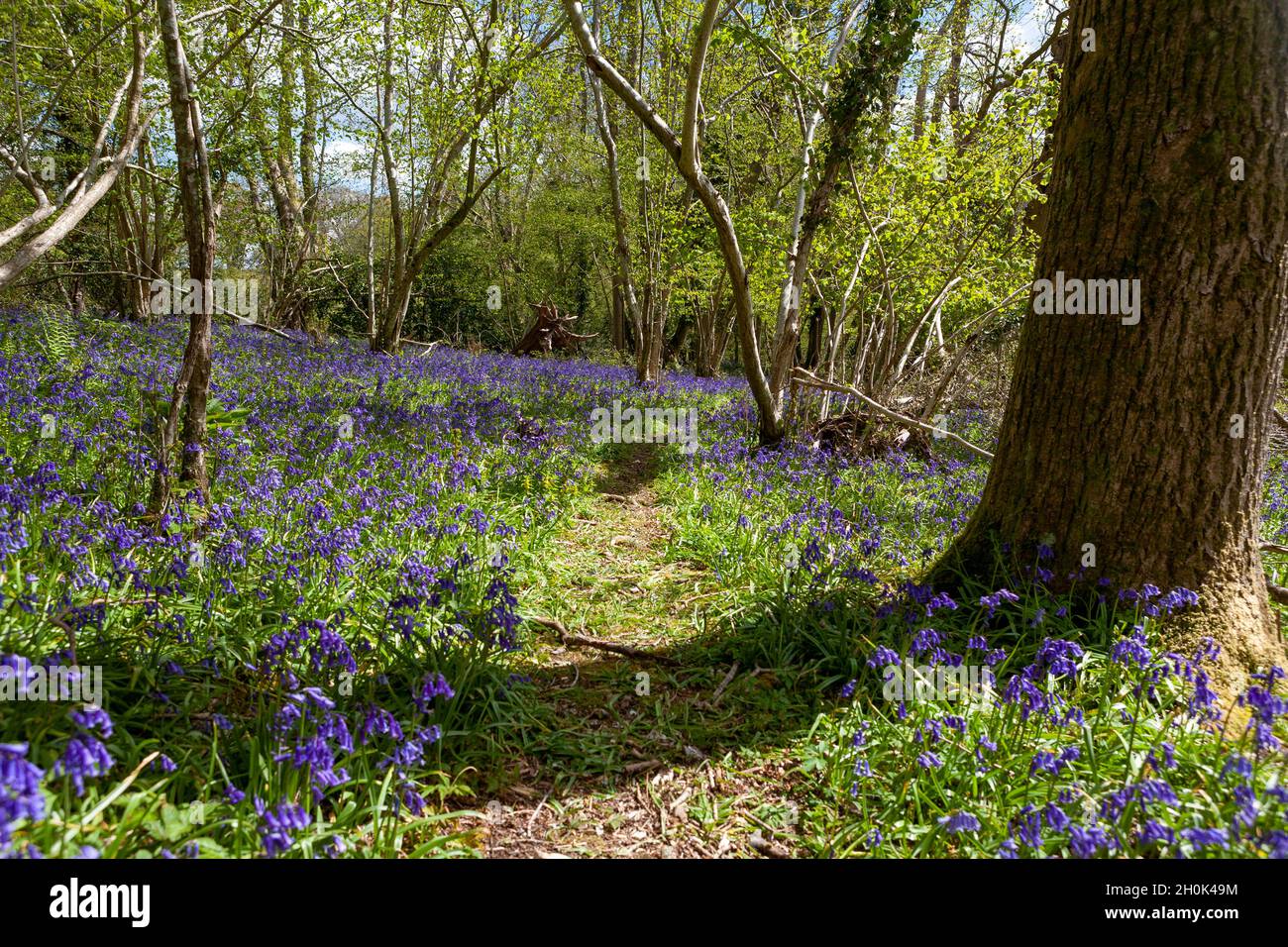 Ein Weg durch den Bluebell-Wald: Blinkard Copse, in der Nähe von Marden, West Sussex, Großbritannien Stockfoto