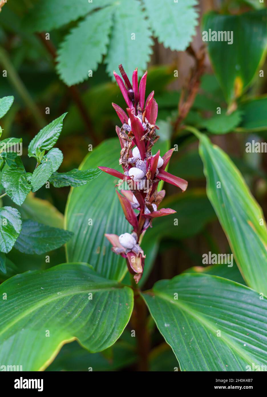 Nahaufnahme eines Cautleya spicata 'Robusta' Ingwers im Herbst Stockfoto