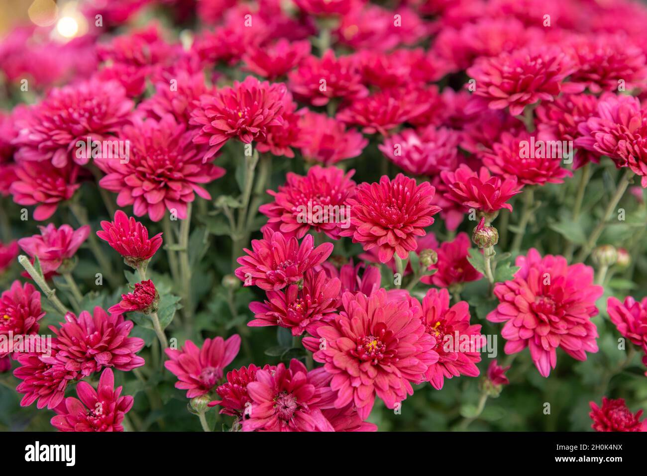 Schöne rote Chrysantheme Blumen Hintergrund. Wunderschöne Tapete. Stockfoto