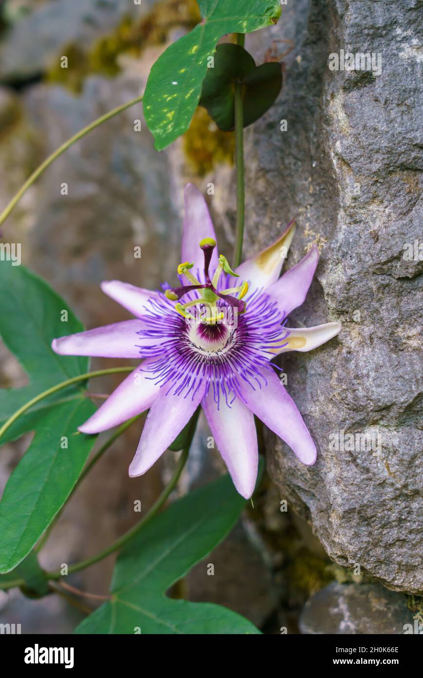 Nahaufnahme einer blauen Passionsblume, einer blauen Passionsblume oder einer gewöhnlichen Passionsblume (Passiflora caerulea) Stockfoto